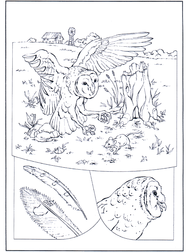 Eule auf Jagd - Ausmalbilder Vögel