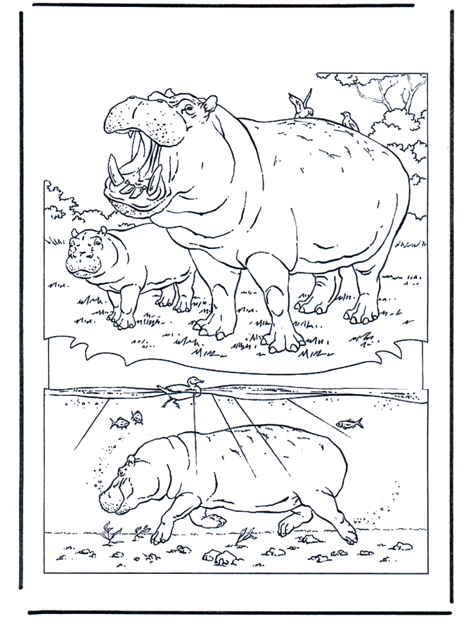 Flusspferd 1 - Malvorlagen Zoo