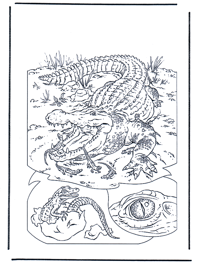 Krokodil 1 - Malvorlagen Zoo