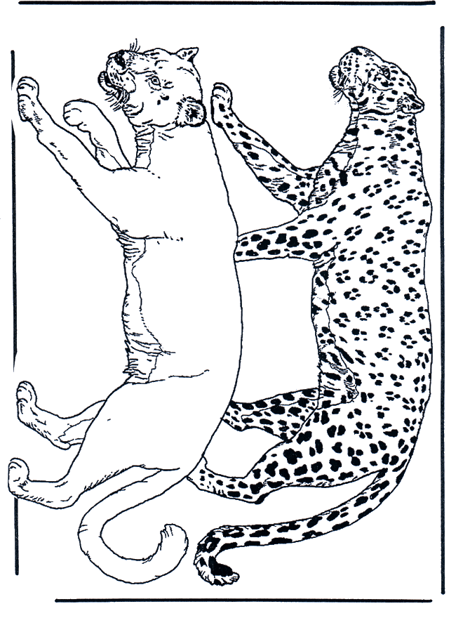 Löwe und Leopard - Malvorlagen Katzenartigen