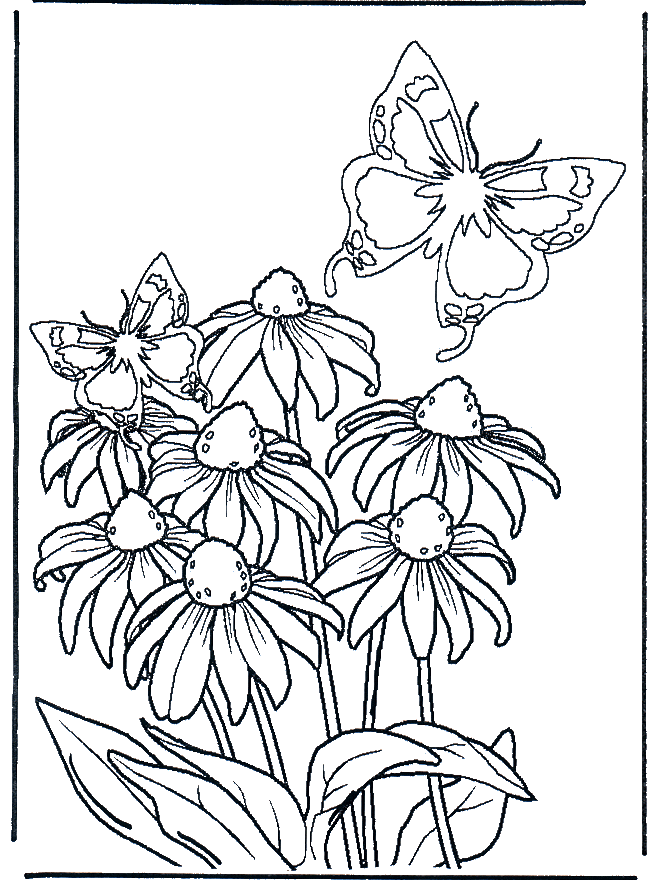 Malvorlagen schmetterlinge - Malvorlagen blumen