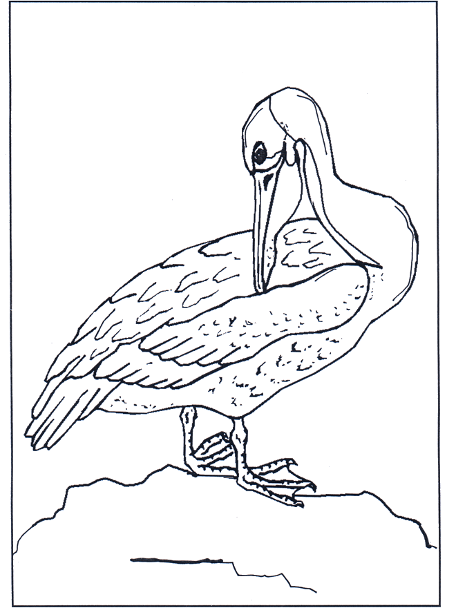 Pelikan - Ausmalbilder Vögel