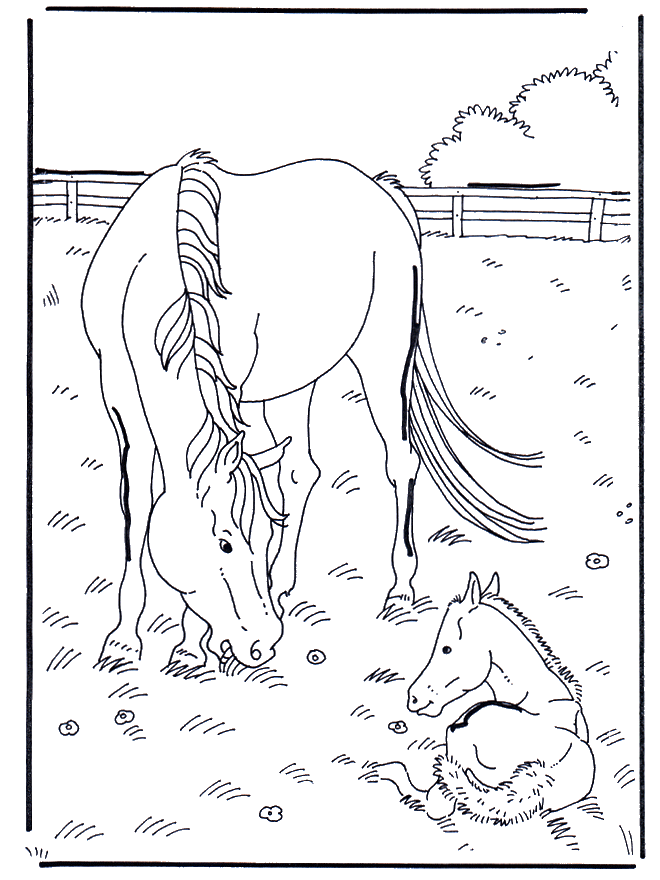 Pferd und Fohlen - Ausmalbilder pferde