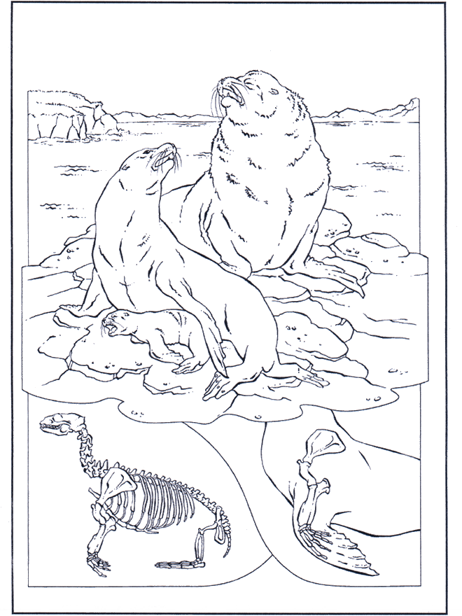 Seelöwen - Malvorlagen delfine und wassertiere