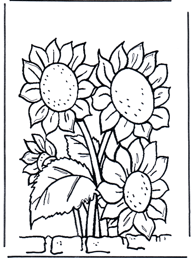 Sonnenblumen - Malvorlagen blumen