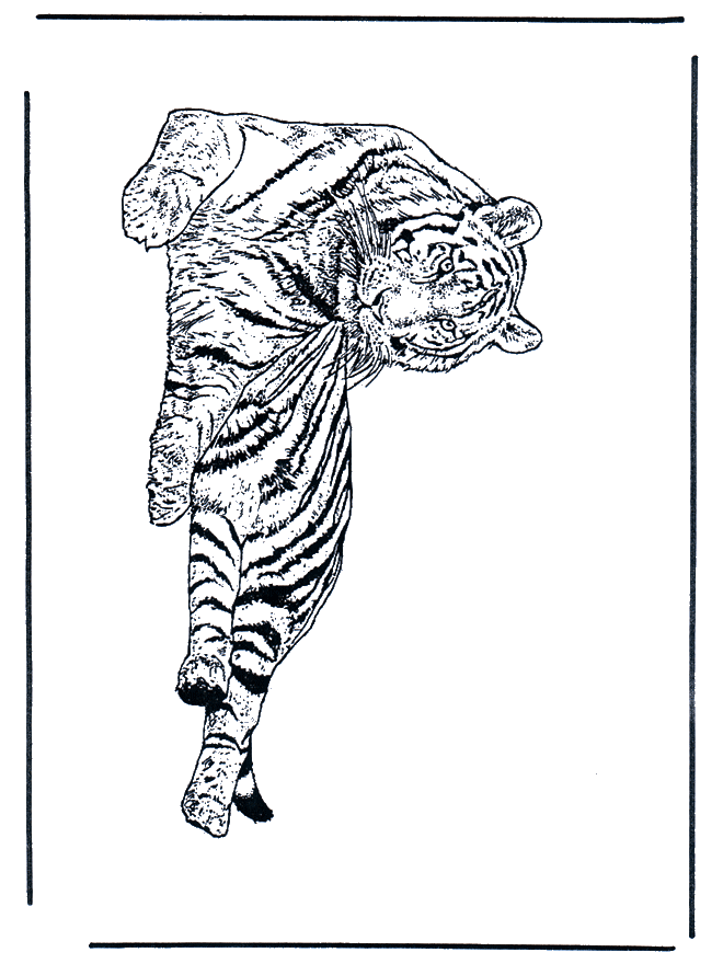 Tiger - Malvorlagen Katzenartigen