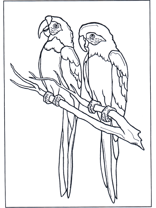 zwei aras  ausmalbilder vögel